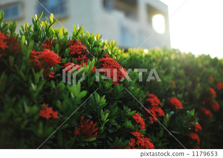 Bougainvillea blooms in a morning glow Bougainvillea blooms in a morning glow 1179653