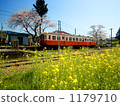Kominato鐵路停在櫻花和油菜花站 1179710