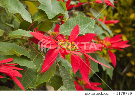 Poinsettia poinsettia red flowers 1179789