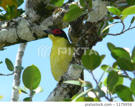 Australian birds 1179956