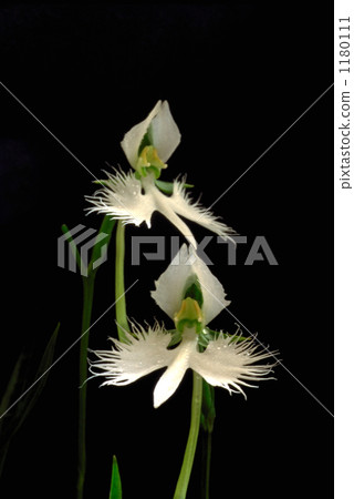 射手座，就像一隻在天空中飛翔的鳥 1180111