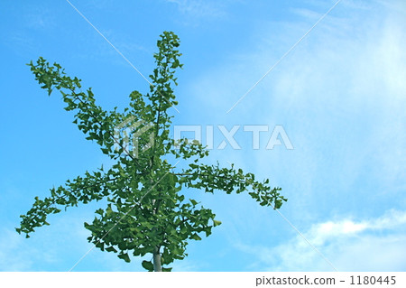 銀杏 銀杏樹 植樹 1180445