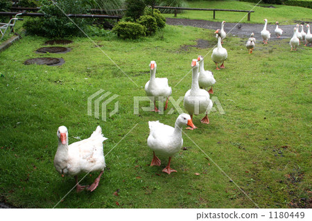 三月的鴨子 1180449