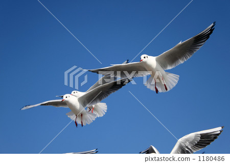 優雅的海鷗 1180486