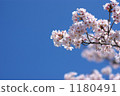 Cherry Blossoms	 1180491