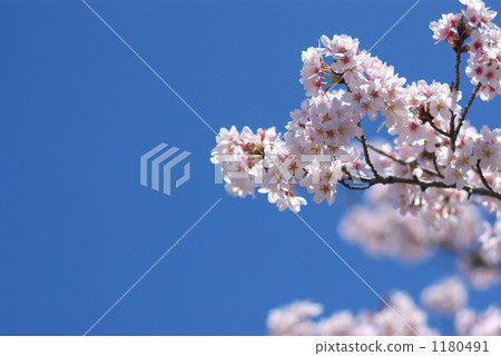 Cherry Blossoms Cherry Blossoms 1180491