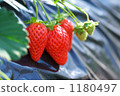 strawberries, strawberry, red 1180497