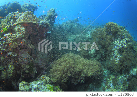 Coral reefs of the Sumilan Islands Coral reefs of the Sumilan Islands 1180803