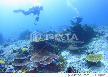 西巴丹島表珊瑚和潛水員 西巴丹島表珊瑚和潛水員 1180804