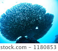 I look up at the coral 1180853