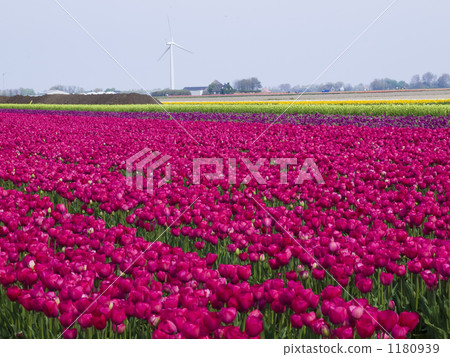 Tulip field and windmill at Holland 1180939