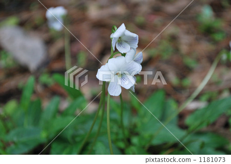 紫羅蘭 堇菜科 奄美大島 1181073