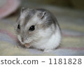 Djangarian hamster 1181828