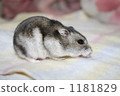Djangarian hamster 1181829