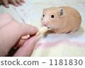 Kinkuma hamster meal 1181830