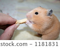 Kinkuma hamster meal 1181831