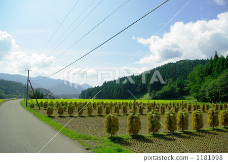 kuikake, paddy, sun drying 1181998