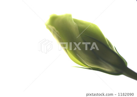 Bud of a rose 1182090