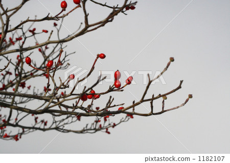 山茱萸果 山茱萸果 1182107