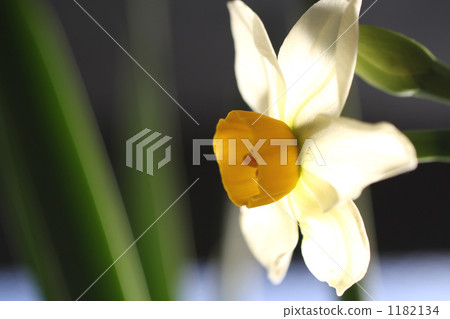 水仙 水仙 1182134