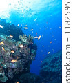 The home of the goldfish Hanadai 1182595