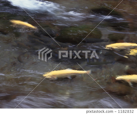 淡水魚 柿田河 清溪 1182832
