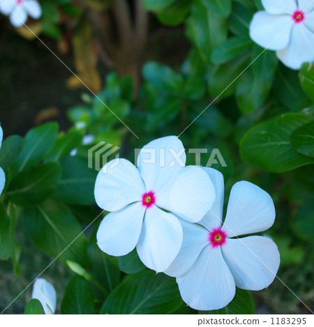 plumbago auriculata, leadwort, bloom 1183295