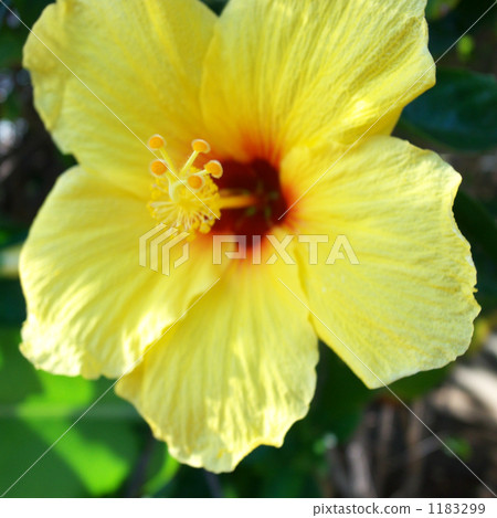 槿 花朵 花 1183299