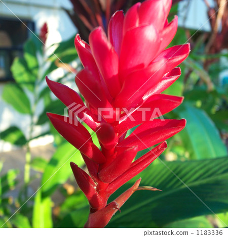 紅姜 花朵 花 1183336
