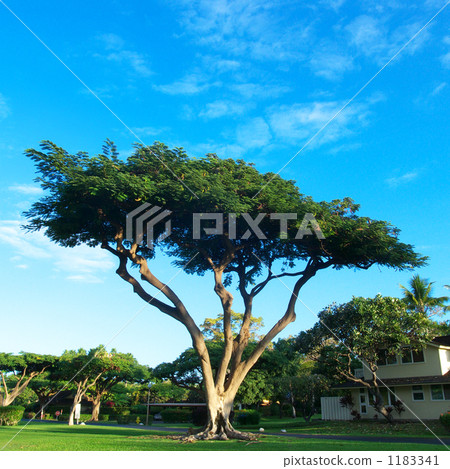 maui, town house, lahaina 1183341