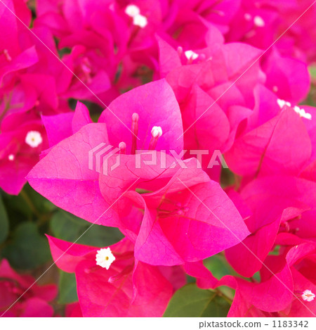 bougainvillea, bougainvillaea, bloom 1183342