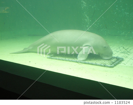 Dugong of Toba Aquarium 1183524