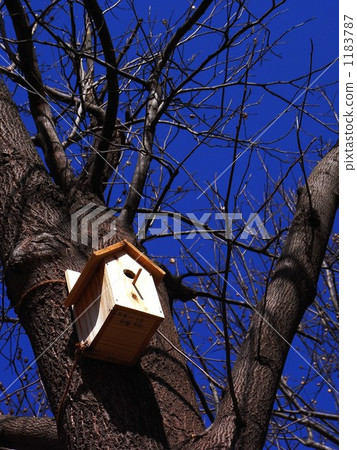 窩 樹木 樹 1183787