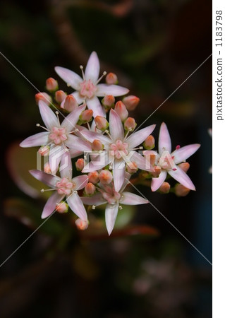 金花樹花 1183798