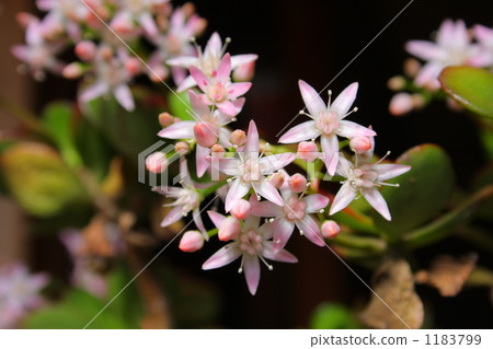 金花樹花 金花樹花 1183799