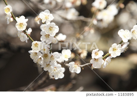 Fair and clean neat seeds Winter solstice plum 1183895