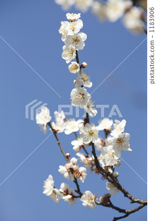 一個美妙的冬至李子和藍天 一個美妙的冬至李子和藍天 1183906