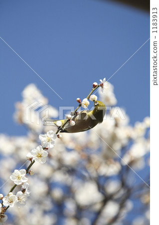 White winter Solstice plum and Mejiro White winter Solstice plum and Mejiro 1183913
