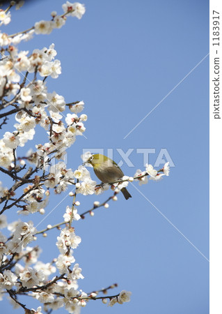 一個美妙的冬至梅花和可愛的眼睛白色 一個美妙的冬至梅花和可愛的眼睛白色 1183917