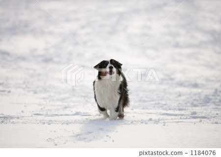 australian shepard, dog, dogs 1184076