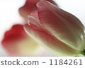 鬱金香 1184261