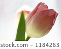 鬱金香 1184263