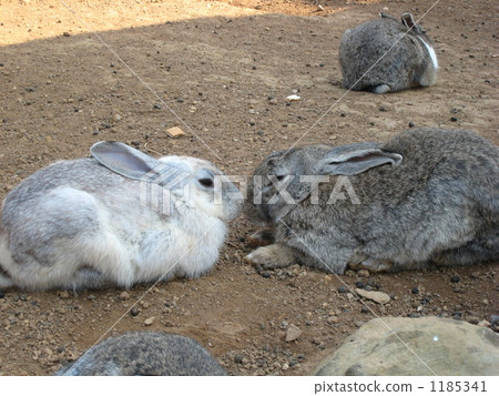 兔子 兔 污垢表面 1185341