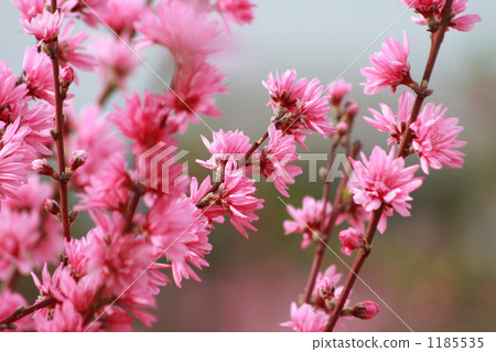 Cute chrysanthemum Cute chrysanthemum 1185535