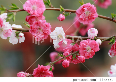 可愛的Gen Pei的花桃 可愛的Gen Pei的花桃 1185539