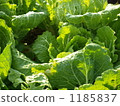 生菜 1185837