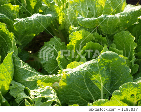 生菜 1185837