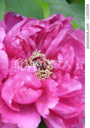 冷的peon開花瓣和花心臟 1185856