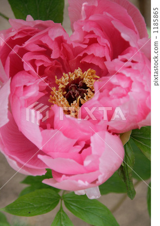 Glamorous pink flower form of cold peony flower arrangement 1185865