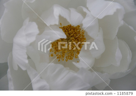 White bird's eye view of the cold peony white snow 1185879